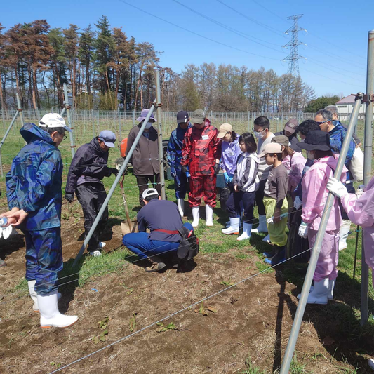 ブドウの苗植え