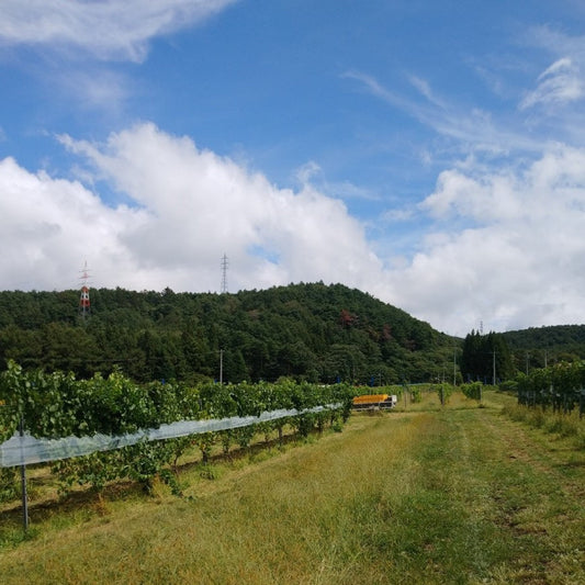 柿沢農場　シャルドネの収穫