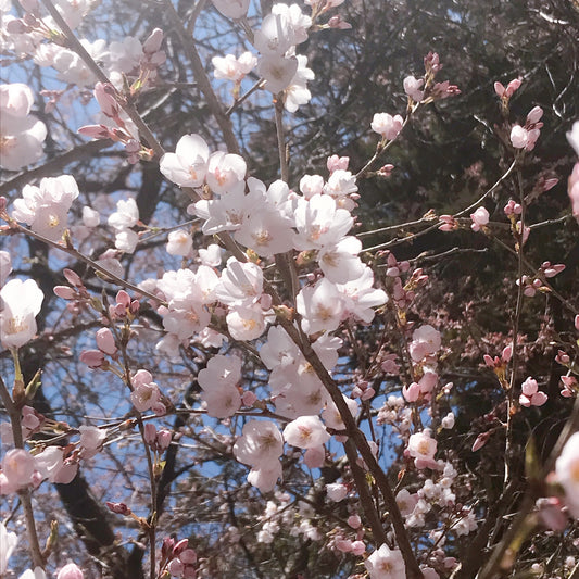 桜が開花し始めています
